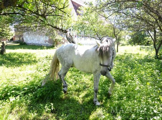 gospodarstwo agroturystyczne  u Czesia 